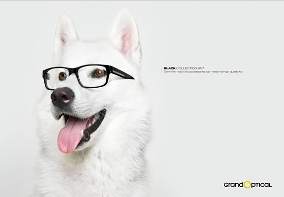 Near sightedness dog