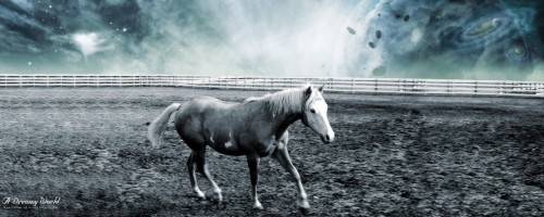 A Dreamy World Untamed Horse