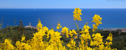 Broom - Ginestra