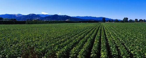 Fields Of Root Vegetables