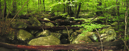 forest2