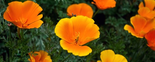 Golden State Poppies