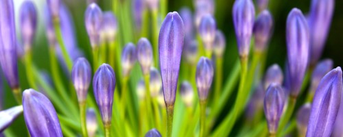 Like These Flowers