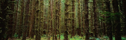 Moss On Tree Trunks