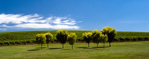 Summer Vines