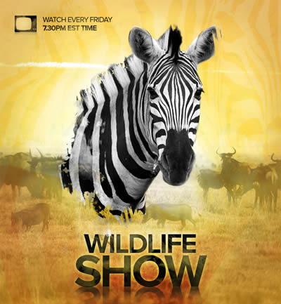 Design a Professional Wildlife TV Show Poster Design a Professional Wildlife TV Show Poster